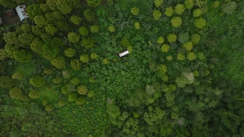 Drone view of Bali. Tropical trees in jungle. Forest in island Bali, Indonesia Stock Footage 237113640