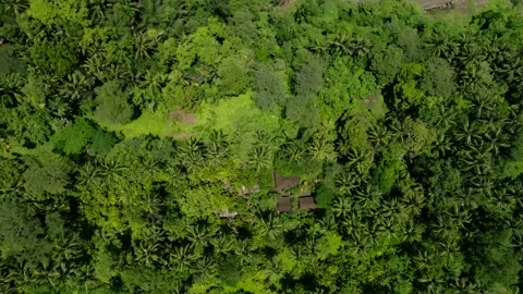 Drone view of Bali. Tropical trees in jungle. Forest in island Bali, Indonesia Stock Footage 237355819