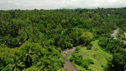 Drone view of Bali. Tropical trees in jungle. Forest in island Bali, Indonesia Stock Footage 237576886
