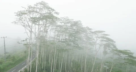Drone view of Bali. Tropical trees in fog 動画素材 239553976