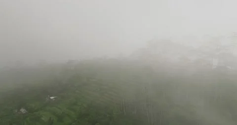 Drone view of Bali. Tropical trees in fog Stock Footage 239554086