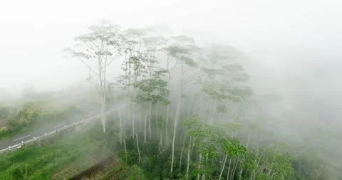 Drone view of Bali. Tropical trees in fog Stock Footage 240483729