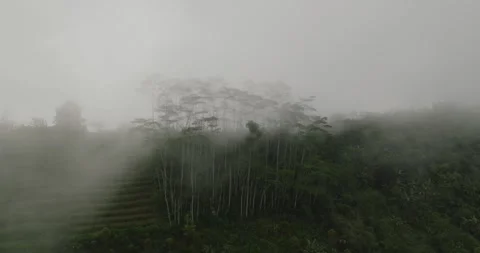Drone view of Bali. Tropical trees in fog 스톡 동영상 240483830