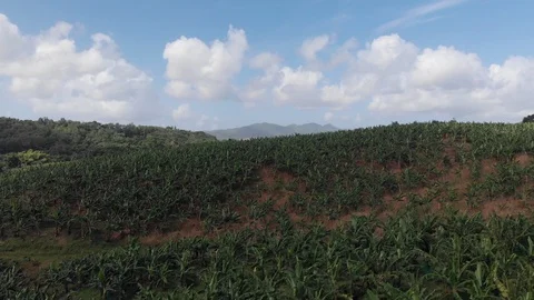 Drone view of banana tree field Video stock 116187576
