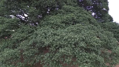 Drone view of a Banyan Tree Stock Footage 267188806