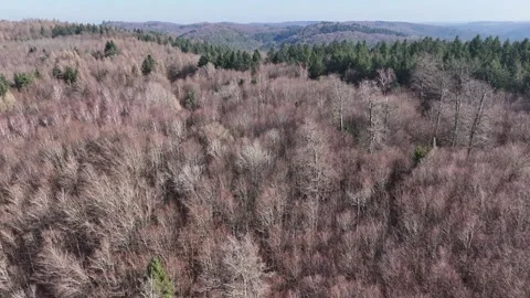 Drone View of Bare Winter Forest with Mixed Deciduous and Evergreen Trees Vídeos de archivo 329690158