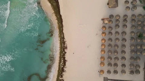 Drone view of beach palapas near sargassum shoreline Stock Footage 345682193