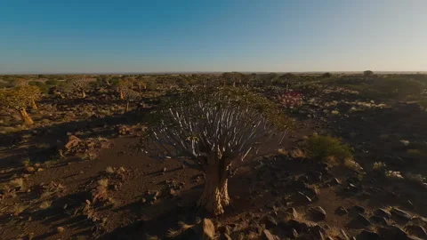 Drone View of the Beautiful Nature of Namibia Stock Footage 295027022
