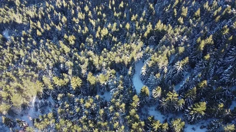 Drone view of beautiful pine trees on a winter sunny day Stock Footage 169543914