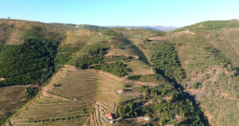 Drone view of the beautiful wine terraces in the Douro Valley, Portugal. High Stock Footage 320123486