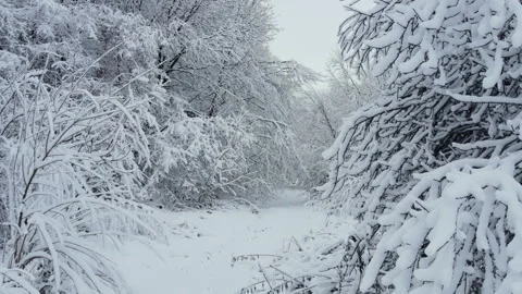 Drone view of beautiful winter landscape in forest, lot of snow on trees Stock Footage 294038020