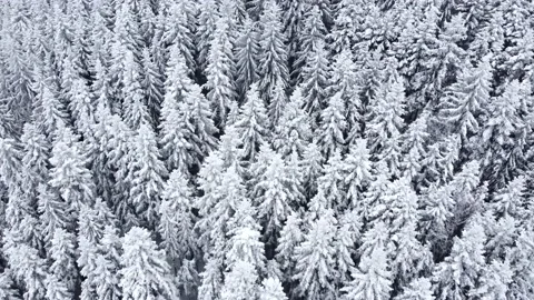 Drone view of beautiful winter scenery with pine trees covered with snow Stock Footage 171557566
