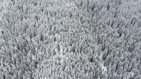 Drone view of beautiful winter scenery with pine trees covered with snow Stock Footage 171816807
