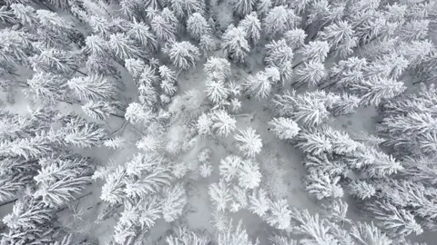 Drone view of beautiful winter scenery with pine trees covered with snow. Video stock 180412772