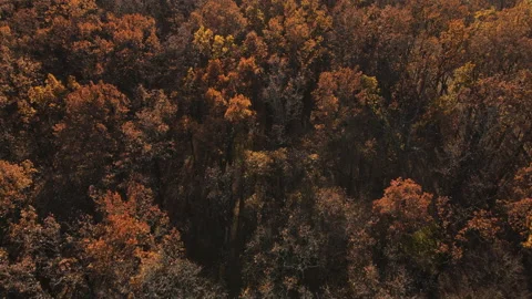 Drone view of beautiful yellow and brown golden forest tree tops. 4K resolution Stock Footage 164436064
