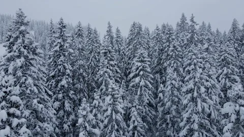 Drone view between snow covered tree tops after heavy snow dump. Stock Footage 146665715