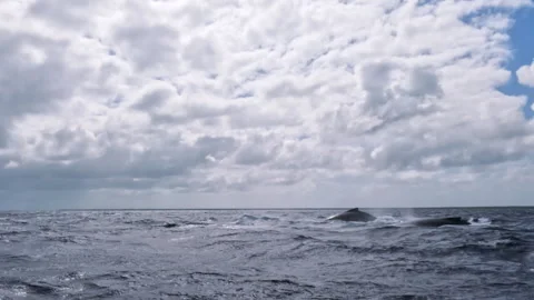 Drone view of big humpback whale pod. Wildlife nature mammal marine life Stock Footage 256939978