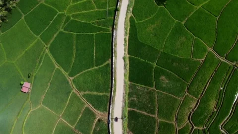Drone View of Bike Through Paddy Fields and Stream from Above Stock Footage 308950909