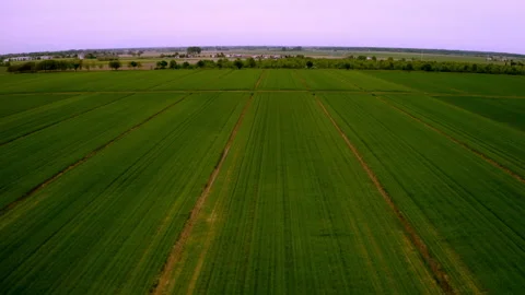 Drone view of bio rice field in italy Stock Footage 263715104