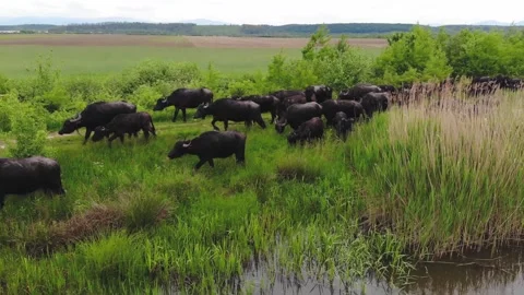 Drone View Of Black Buffalo Herd Grazing On The Green Grass By The River Stock Footage 195107698