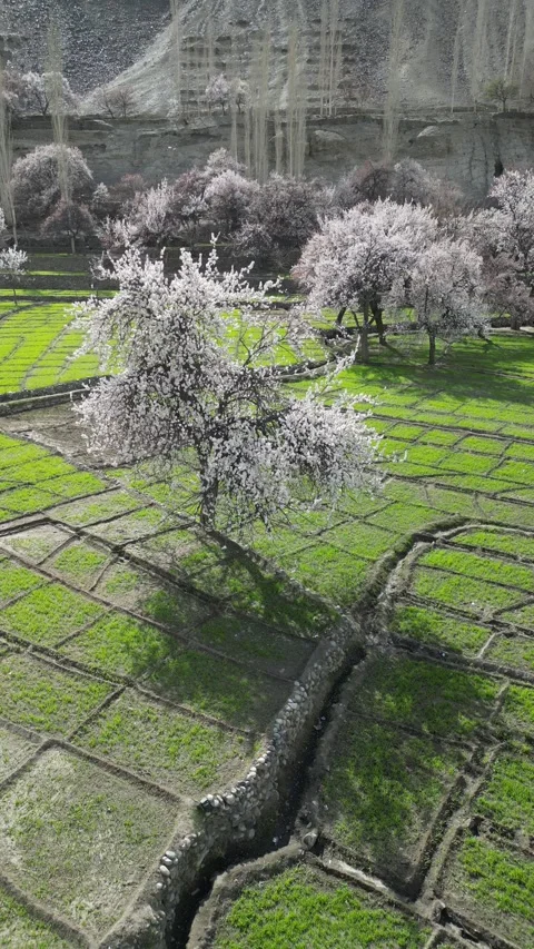 Drone View of Blooming Apricot Trees of Skardu Pakistan Stock Footage 345601024