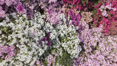 Drone View of Blooming Azalea Flowers in Japan Stock Footage 336797346