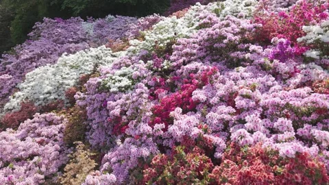 Drone View of Blooming Azalea Flowers in Japan Stock Footage 336797475