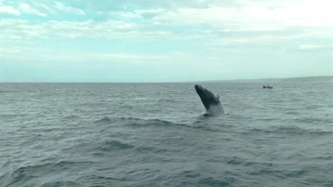 Drone View of Breaching Humpback Whale with RIB Boat in Background, Stock Footage 337051543