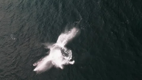 Drone View of Breaching Humpback Whale with Dolphins, Stock Footage 337051796