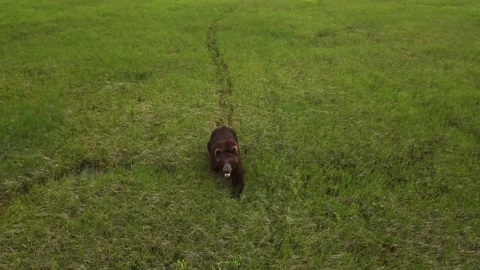 Drone view of a brown bear running across a swampy area among the grass Stock Footage 204061303