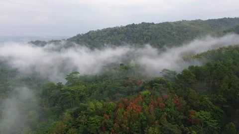 Drone view Bukit in a forest and misty fog Stock Footage 331356111