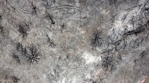 Drone view of burned forest. Dark land and black trees caused by fire. Stock Footage 180410666