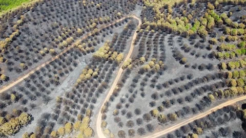 Drone view of burned forest. Dark land and black trees caused by fire. Stock Footage 180411592