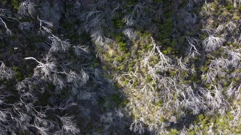 Drone view of burned trees in forest. White trees. Backgrounds and textures Stock Footage 180416921