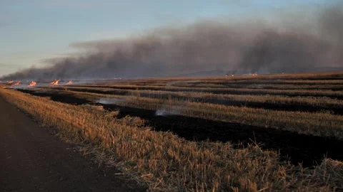 Drone view of burning straw in a field at sunset, bonfires and thick gray smoke Stock Footage 267853378