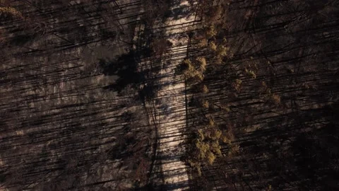 Drone view of a burnt forest. Dead trees after fire. Stock Footage 165190945