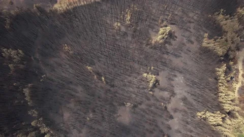 Drone view of burnt hill because of forest fire. 4K Video. Stockbeeldmateriaal 160849799