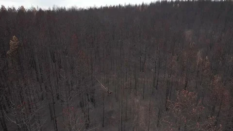 Drone view of burnt trees to ash because of fire. 4K Video. Stock-Footage 160850175