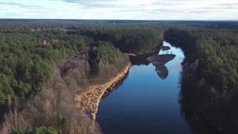 Drone view of a calm river in pine forest Stock Footage 333876029