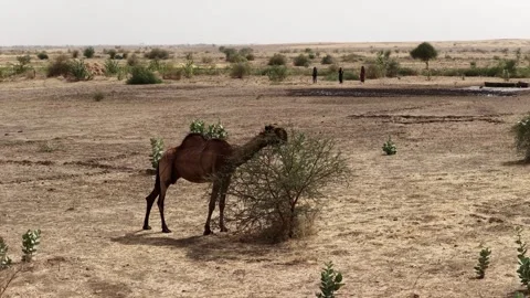 Drone view of a camel grazing in arid African landscape, April 25, 2026, Chad, N Video stock 334819494