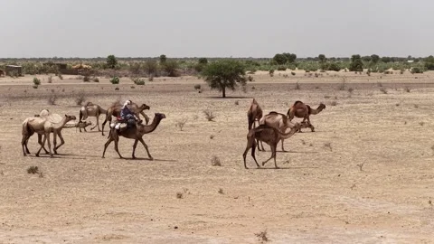 Drone view of camel herd crossing dry Sahel land, April 25, 2026, Chad, N 스톡 동영상 334802606