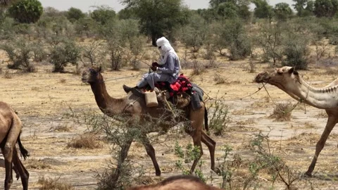 Drone view of camel herd crossing dry Sahel land, April 25, 2026, Chad, N Stock Footage 334810587