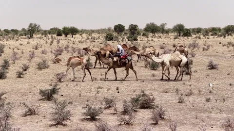 Drone view of camel herd crossing dry Sahel land, April 25, 2026, Chad, N Stock-Footage 334823078