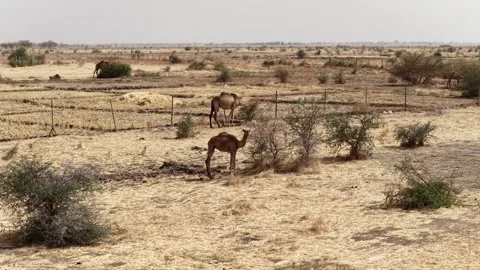 Drone view of camels grazing in arid African landscape, April 25, 2026, Chad, N 스톡 동영상 334819628