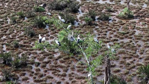Drone view captures aerial tracking of Asian Openbill birds Vídeo Stock 329357051