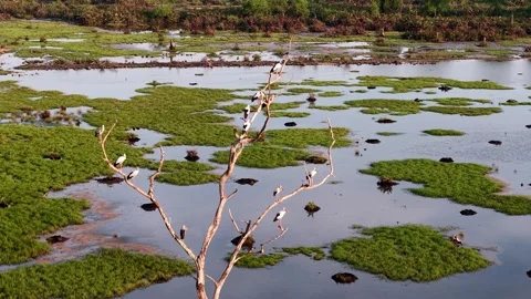 Drone view captures Asian openbill bird perched calmly on tree 스톡 동영상 329360050
