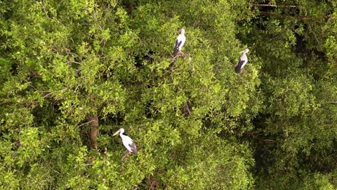 Drone view captures Asian openbill bird perched on tree Video stock 332198378