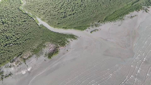 Drone view captures Bird eye perspective of mangrove forest Stock Footage 332190042