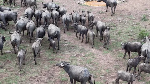 Drone view captures buffaloes clustered together on arid land 스톡 동영상 329355026