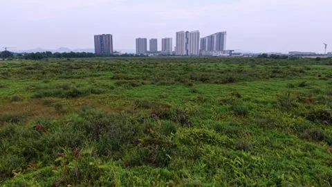 Drone view captures buffaloes moving over green grassland Stock-Footage 329363937